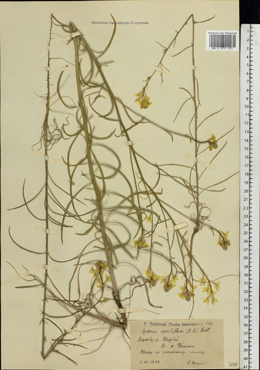 Erysimum quadrangulum Desf., Eastern Europe, Lower Volga region (E9) (Russia)