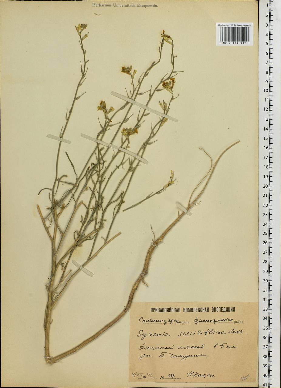 Erysimum quadrangulum Desf., Eastern Europe, Lower Volga region (E9) (Russia)