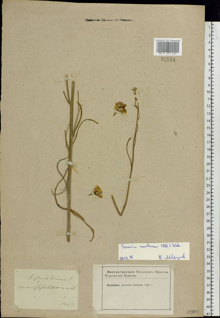 Erysimum quadrangulum Desf., Eastern Europe, Lower Volga region (E9) (Russia)