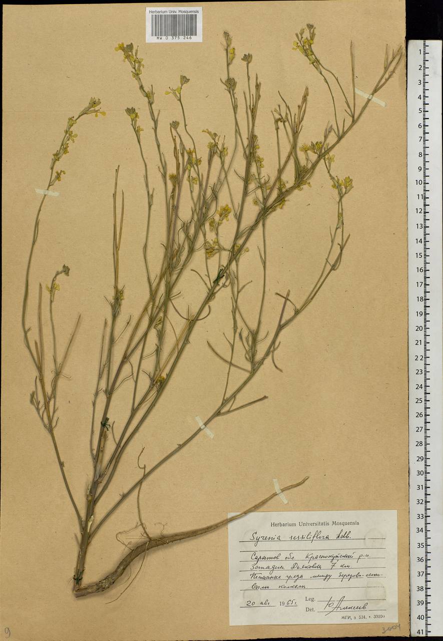 Erysimum quadrangulum Desf., Eastern Europe, Lower Volga region (E9) (Russia)