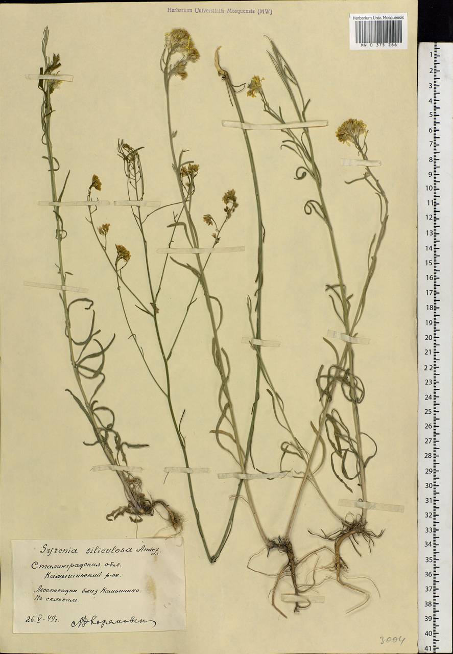 Erysimum quadrangulum Desf., Eastern Europe, Lower Volga region (E9) (Russia)