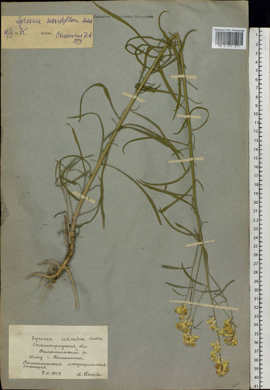 Erysimum quadrangulum Desf., Eastern Europe, Lower Volga region (E9) (Russia)