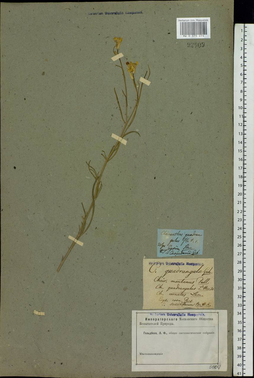Erysimum quadrangulum Desf., Eastern Europe, Lower Volga region (E9) (Russia)