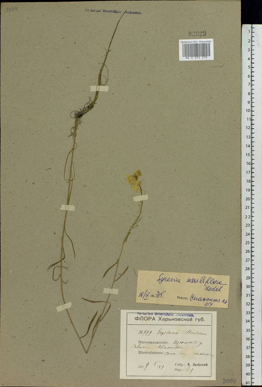 Erysimum quadrangulum Desf., Eastern Europe, North Ukrainian region (E11) (Ukraine)