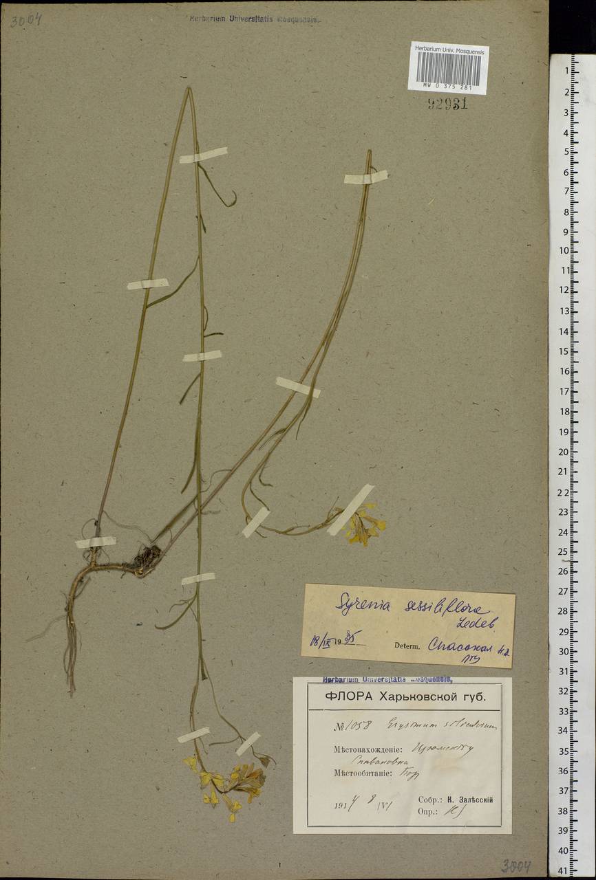 Erysimum quadrangulum Desf., Eastern Europe, North Ukrainian region (E11) (Ukraine)