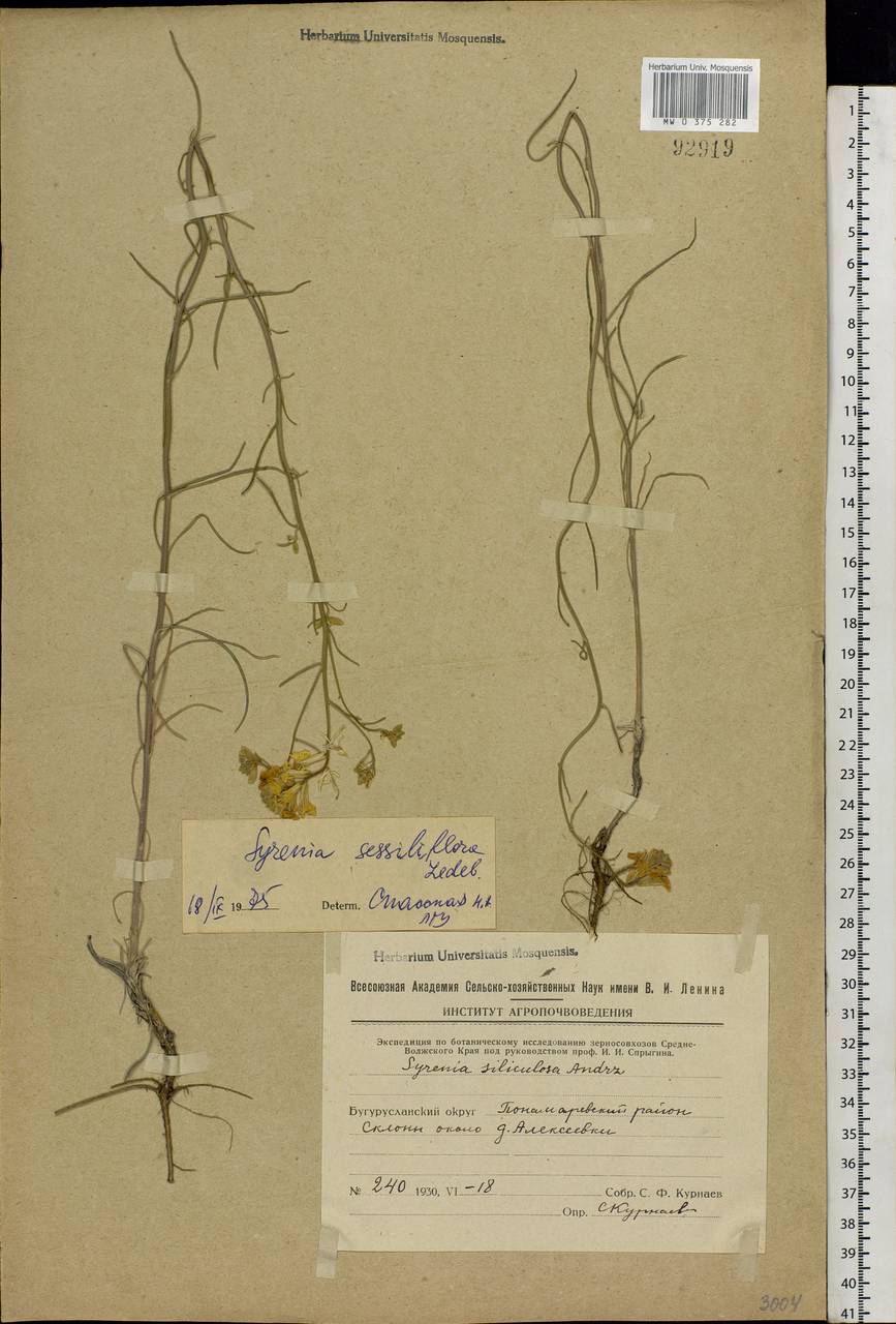 Erysimum quadrangulum Desf., Eastern Europe, Eastern region (E10) (Russia)
