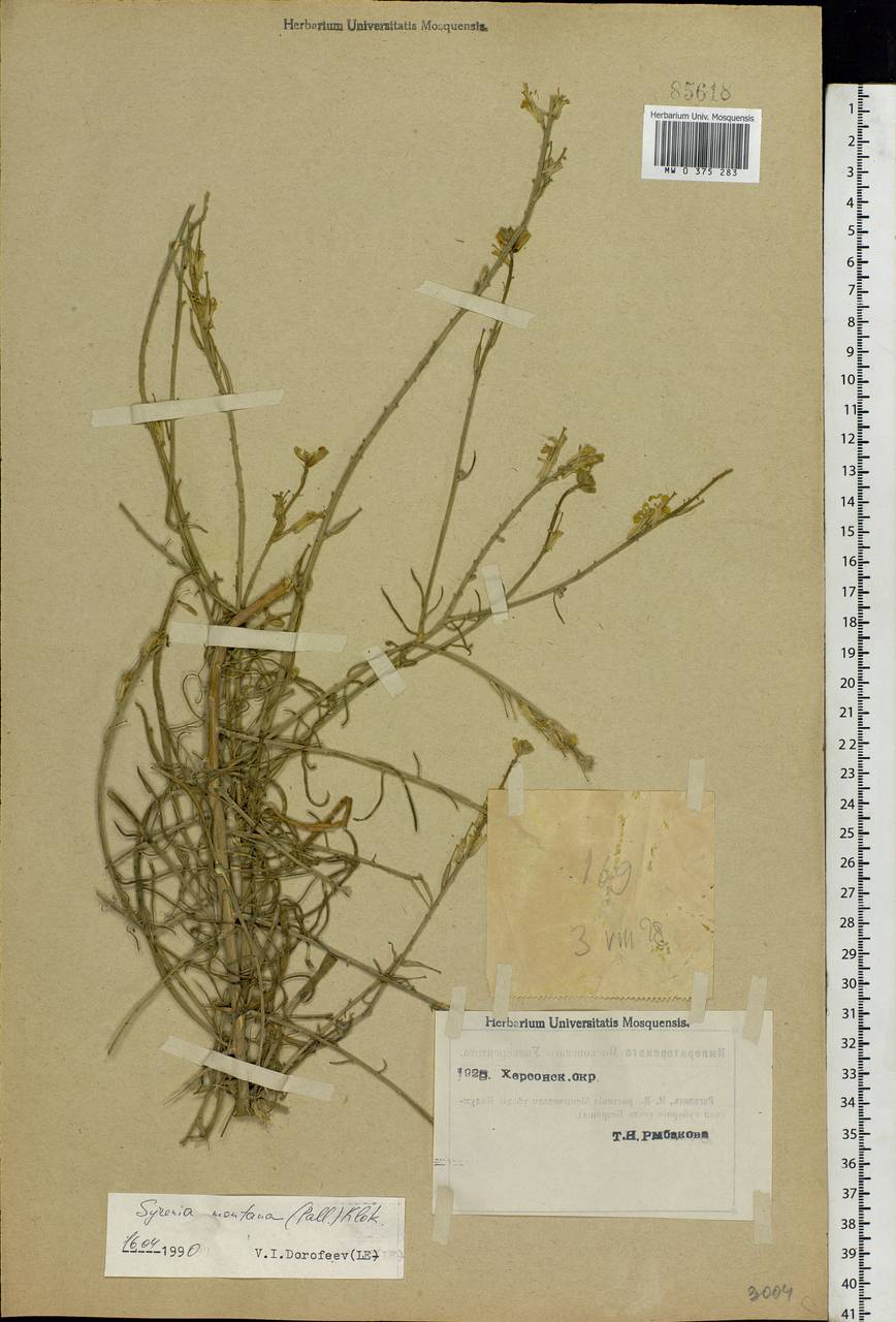 Erysimum quadrangulum Desf., Eastern Europe, South Ukrainian region (E12) (Ukraine)