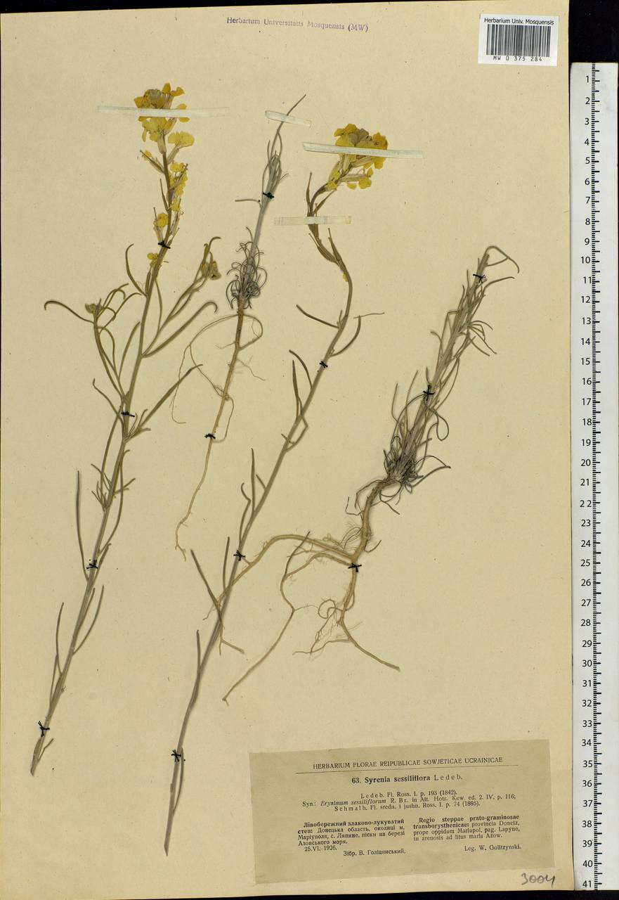 Erysimum quadrangulum Desf., Eastern Europe, South Ukrainian region (E12) (Ukraine)