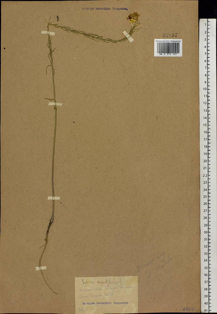Erysimum quadrangulum Desf., Eastern Europe, Rostov Oblast (E12a) (Russia)