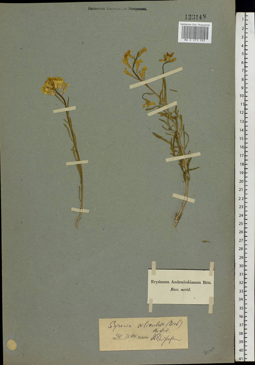 Erysimum siliculosum (M. Bieb.) DC., Eastern Europe, Lower Volga region (E9) (Russia)