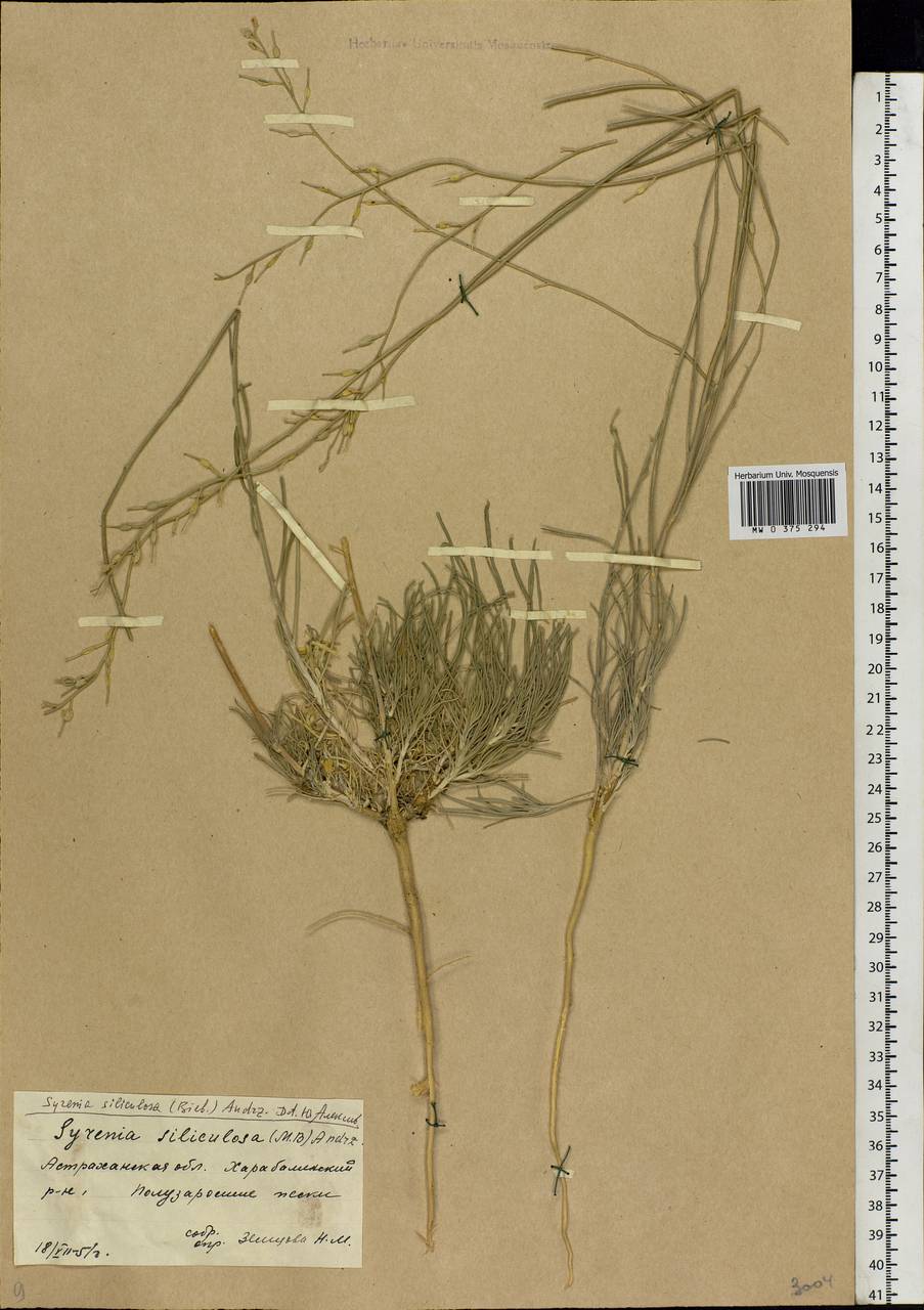 Erysimum siliculosum (M.Bieb.) DC., Eastern Europe, Lower Volga region (E9) (Russia)