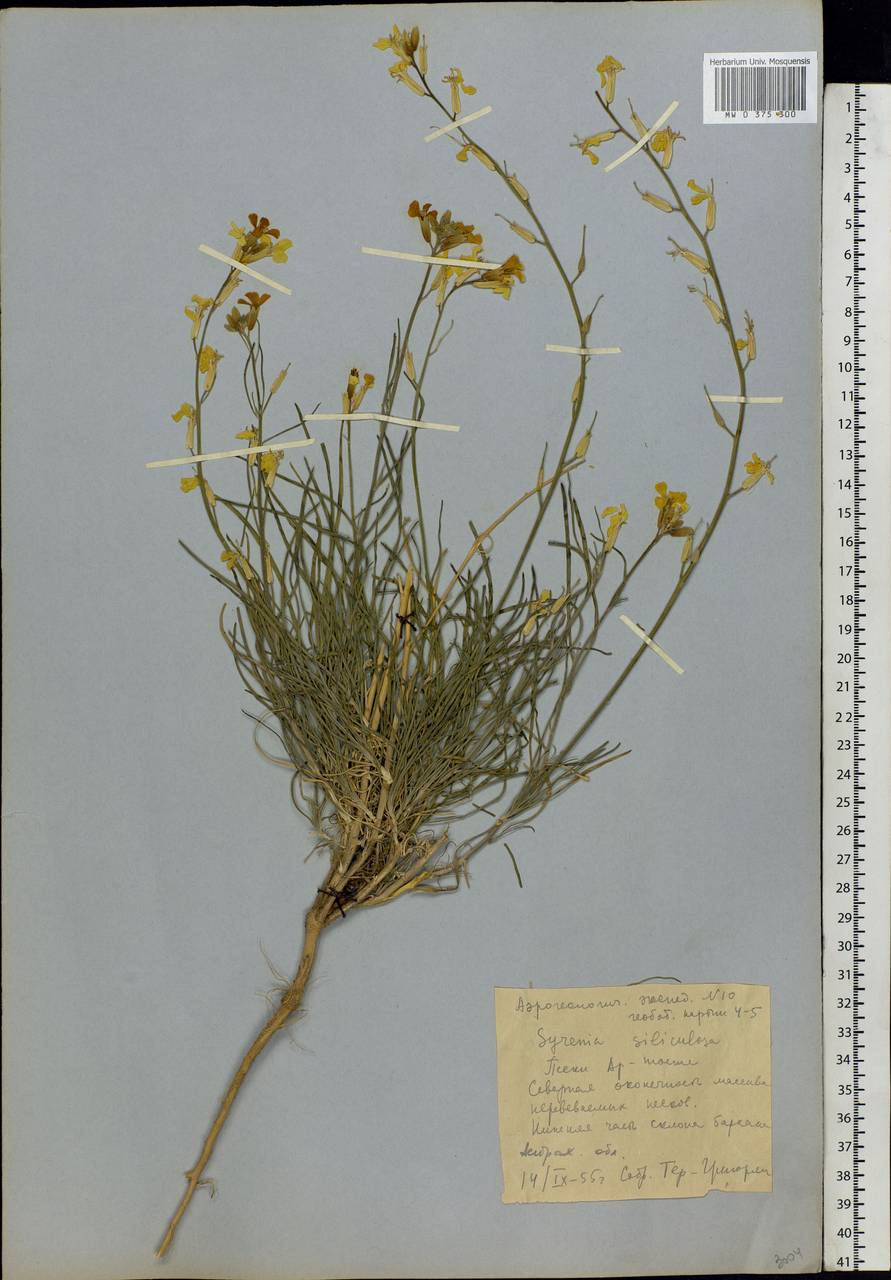 Erysimum siliculosum (M.Bieb.) DC., Eastern Europe, Lower Volga region (E9) (Russia)
