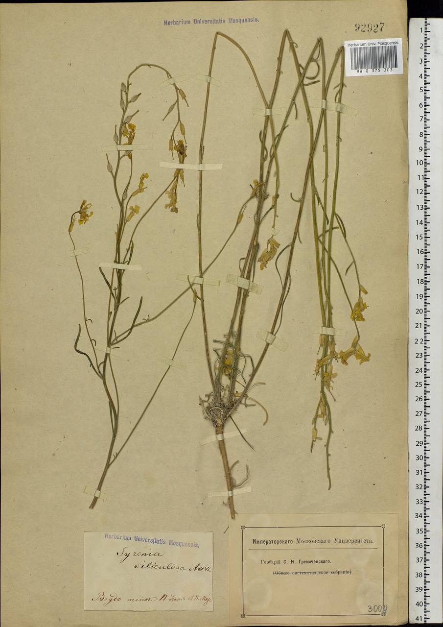 Erysimum siliculosum (M. Bieb.) DC., Middle Asia, Caspian Ustyurt & Northern Aralia (M8) (Kazakhstan)