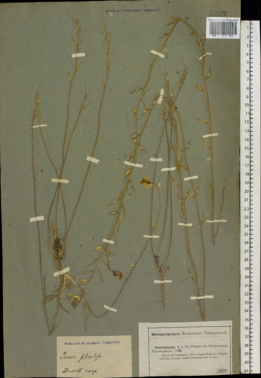 Erysimum siliculosum (M. Bieb.) DC., Eastern Europe, Lower Volga region (E9) (Russia)