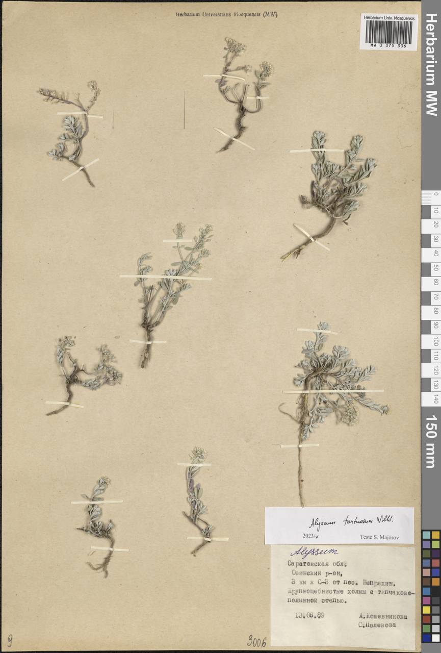Odontarrhena tortuosa subsp. tortuosa, Eastern Europe, Lower Volga region (E9) (Russia)