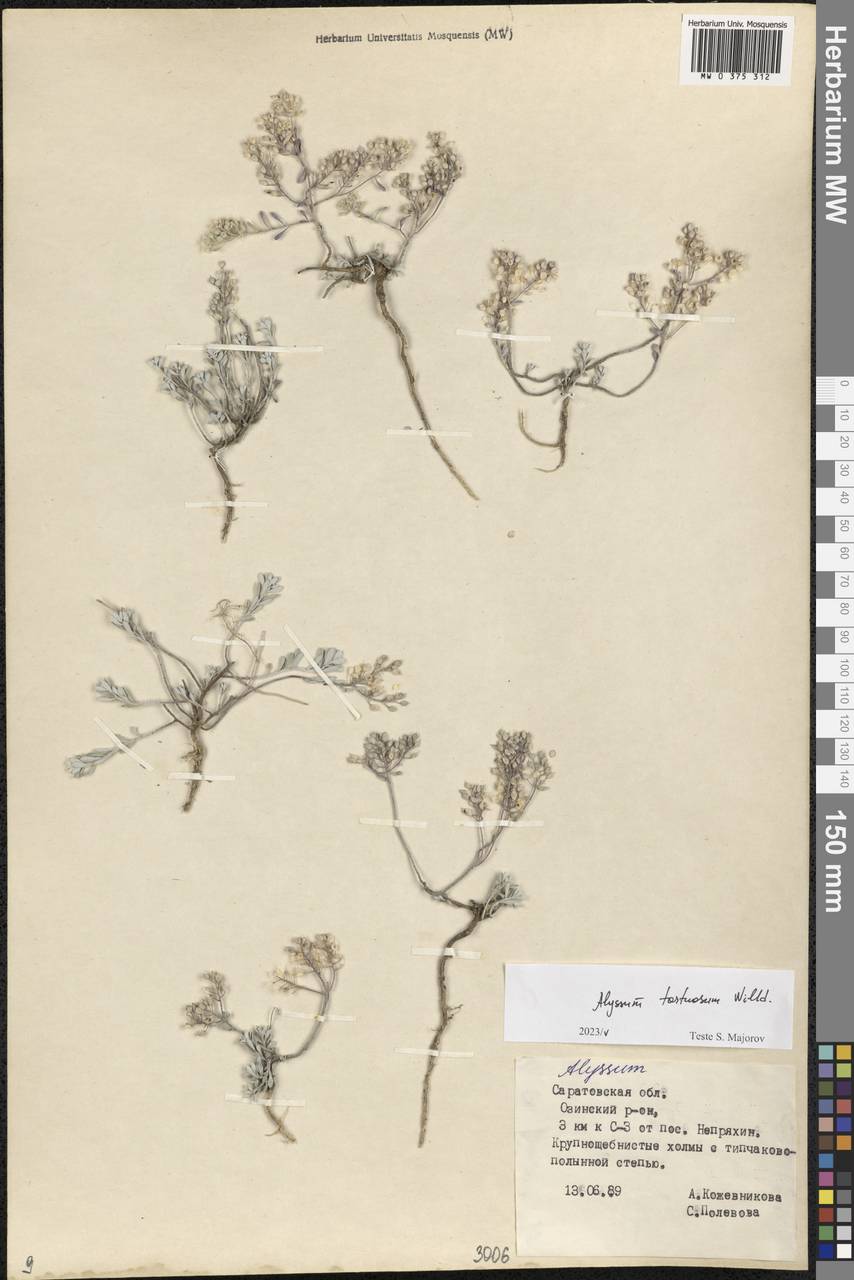 Odontarrhena tortuosa subsp. tortuosa, Eastern Europe, Lower Volga region (E9) (Russia)