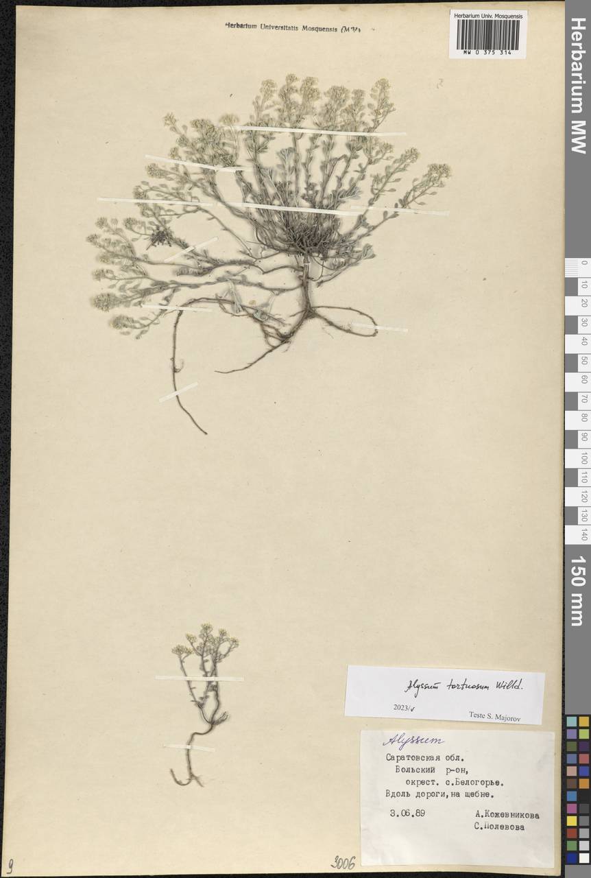 Odontarrhena tortuosa (Waldst. & Kit. ex Willd.) C.A.Mey., Eastern Europe, Lower Volga region (E9) (Russia)