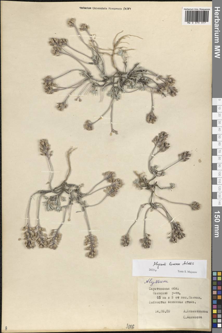 Alyssum lenense Adams, Eastern Europe, Lower Volga region (E9) (Russia)