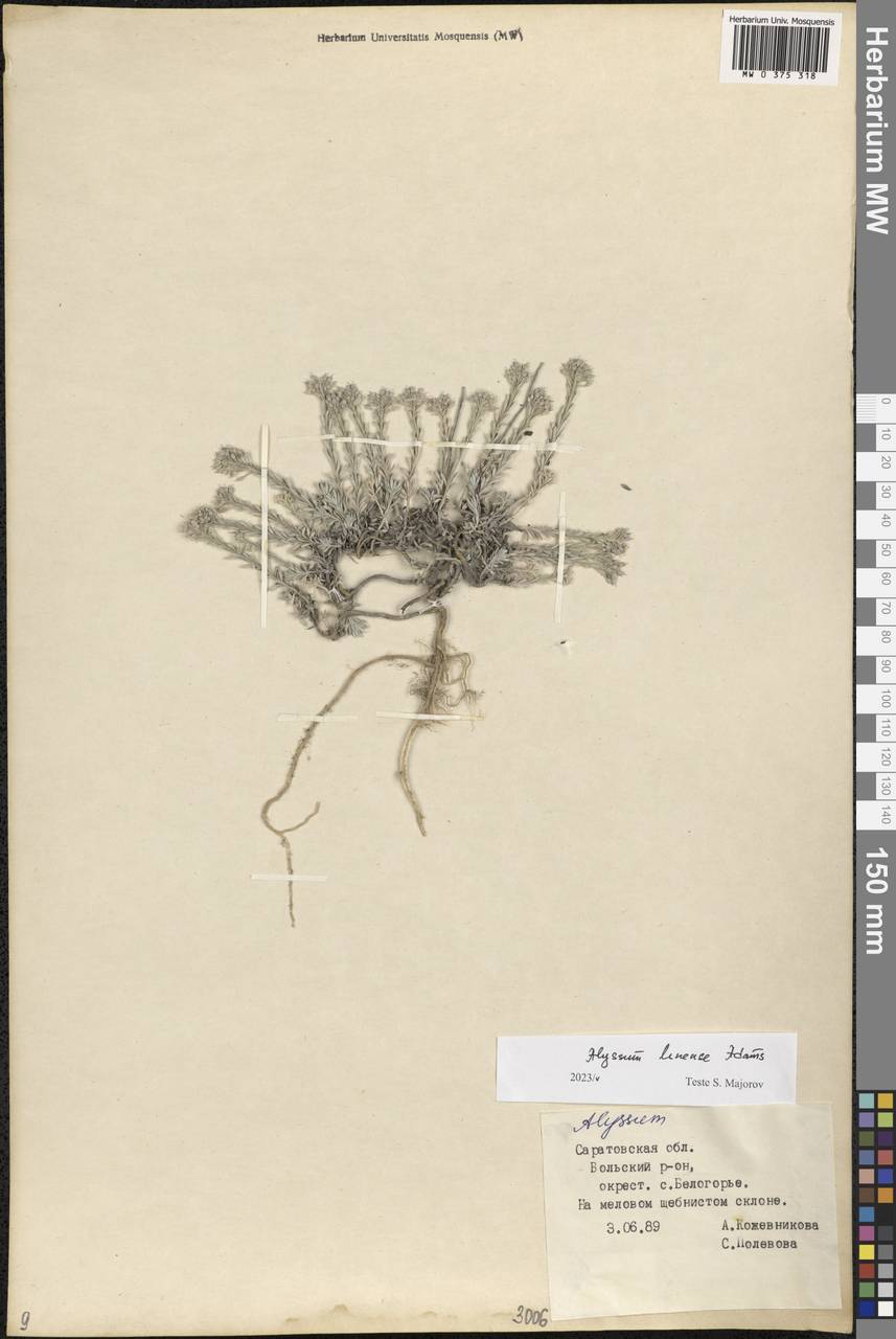 Alyssum lenense Adams, Eastern Europe, Lower Volga region (E9) (Russia)
