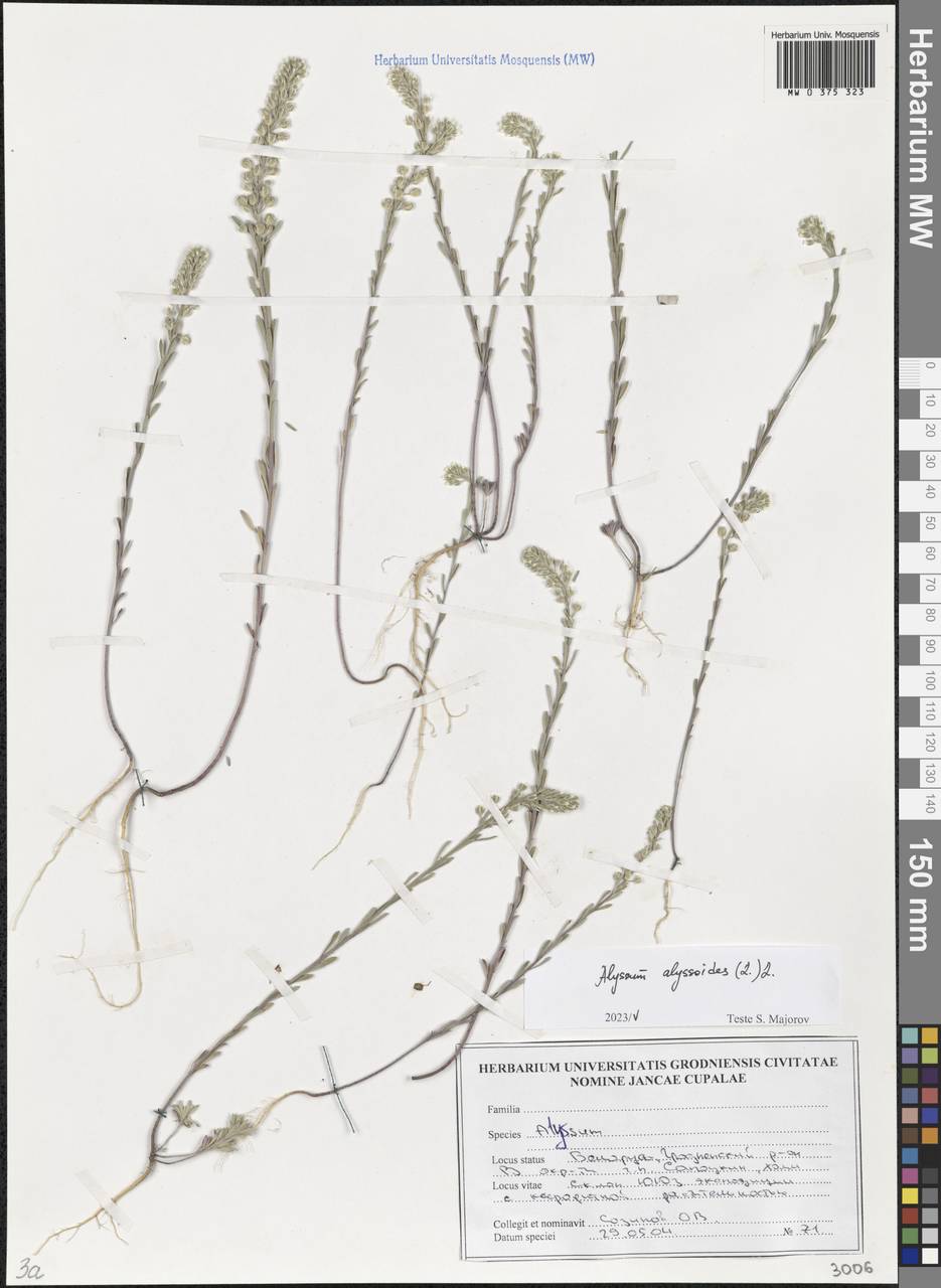 Alyssum alyssoides (L.) L., Eastern Europe, Belarus (E3a) (Belarus)