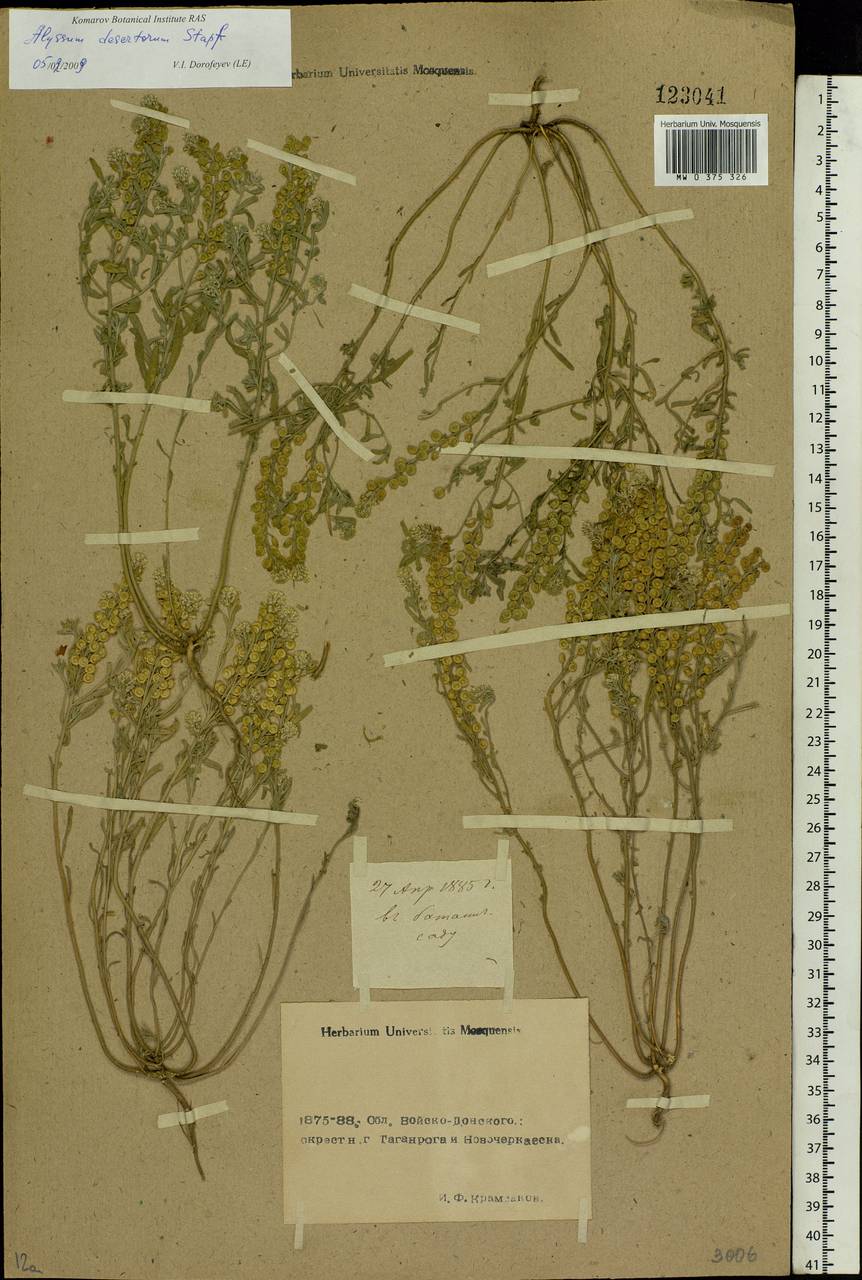Alyssum turkestanicum Regel & Schmalh., Eastern Europe, Rostov Oblast (E12a) (Russia)