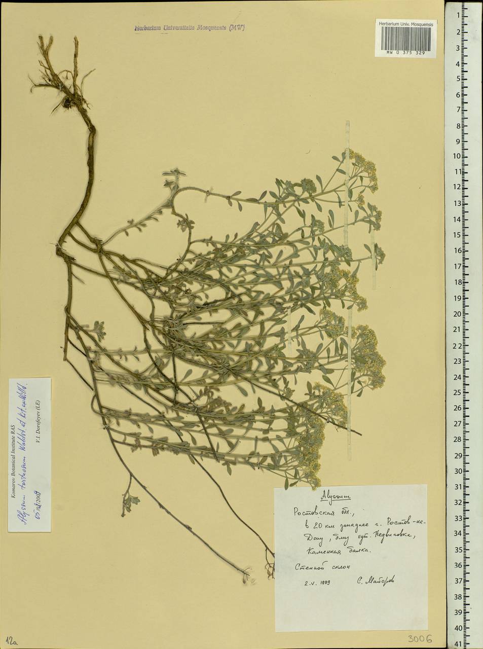 Odontarrhena tortuosa subsp. tortuosa, Eastern Europe, Rostov Oblast (E12a) (Russia)