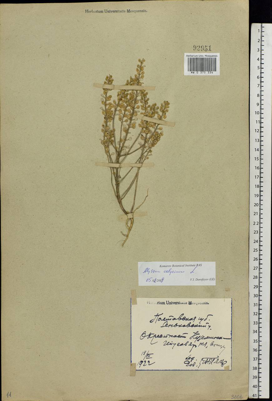 Alyssum alyssoides (L.) L., Eastern Europe, North Ukrainian region (E11) (Ukraine)