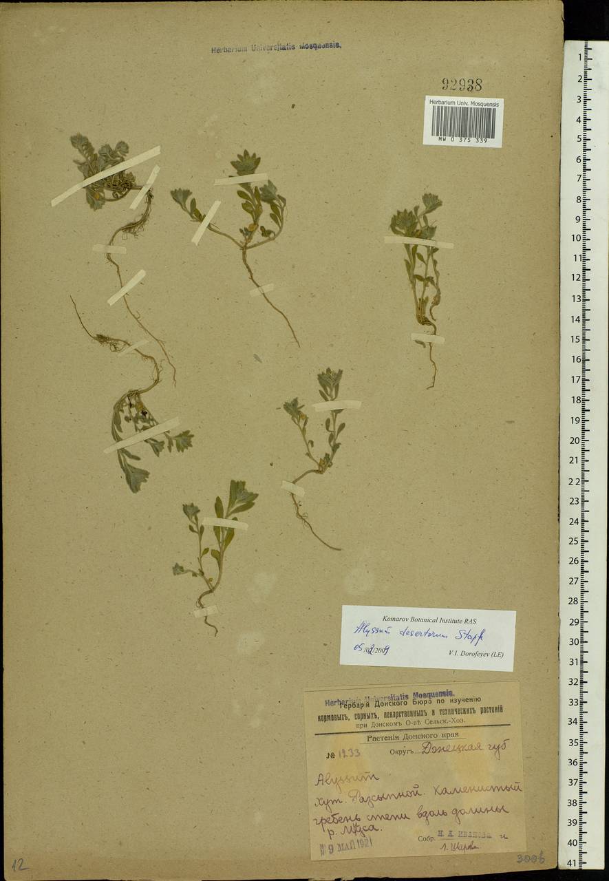 Alyssum turkestanicum Regel & Schmalh. ex Regel, Eastern Europe, South Ukrainian region (E12) (Ukraine)
