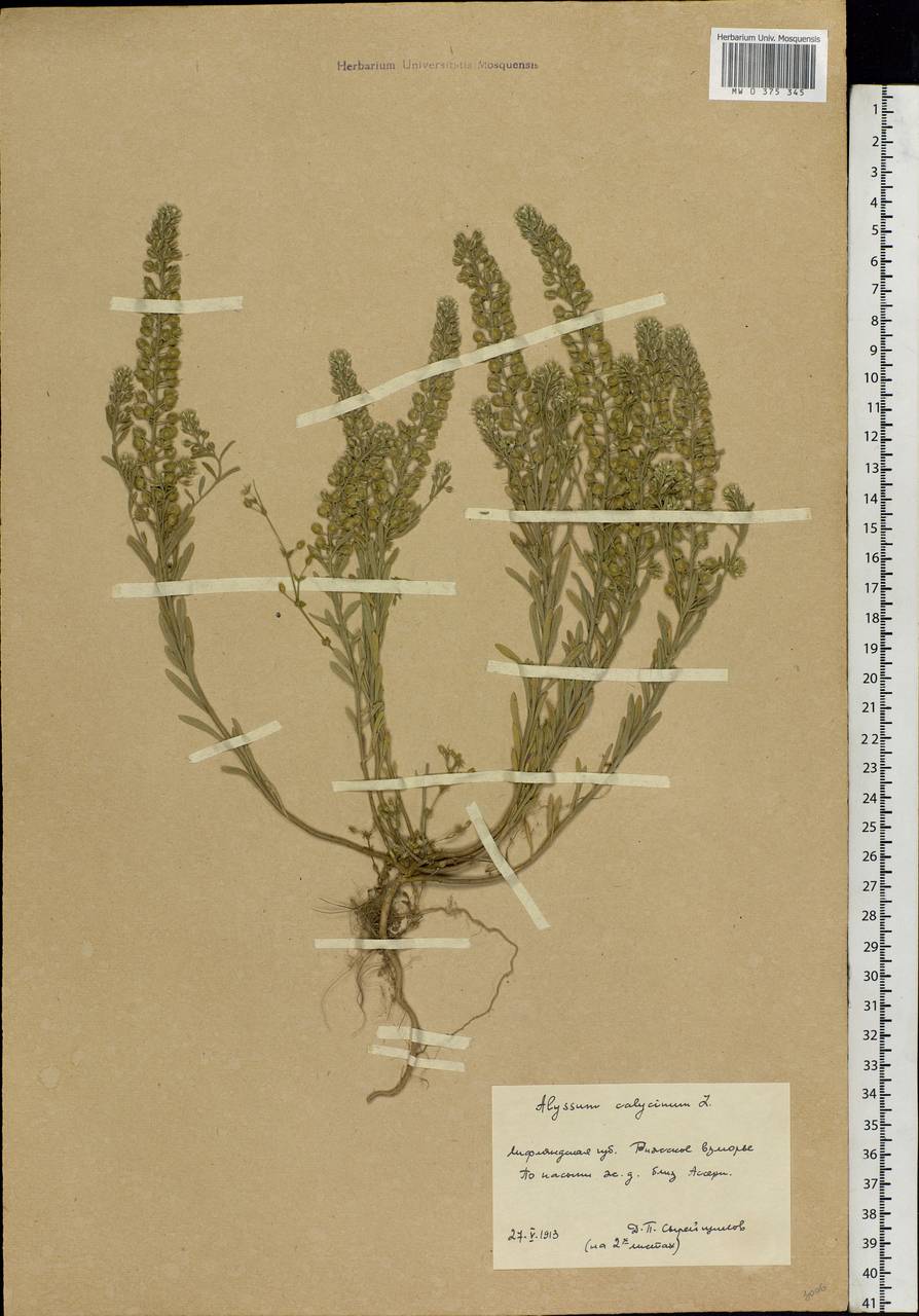 Alyssum alyssoides (L.) L., Eastern Europe, Latvia (E2b) (Latvia)