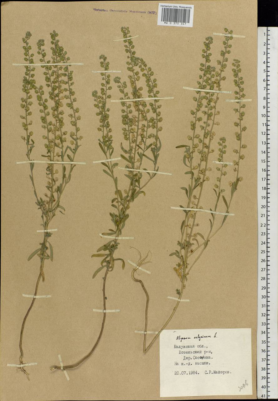 Alyssum alyssoides (L.) L., Eastern Europe, Central region (E4) (Russia)