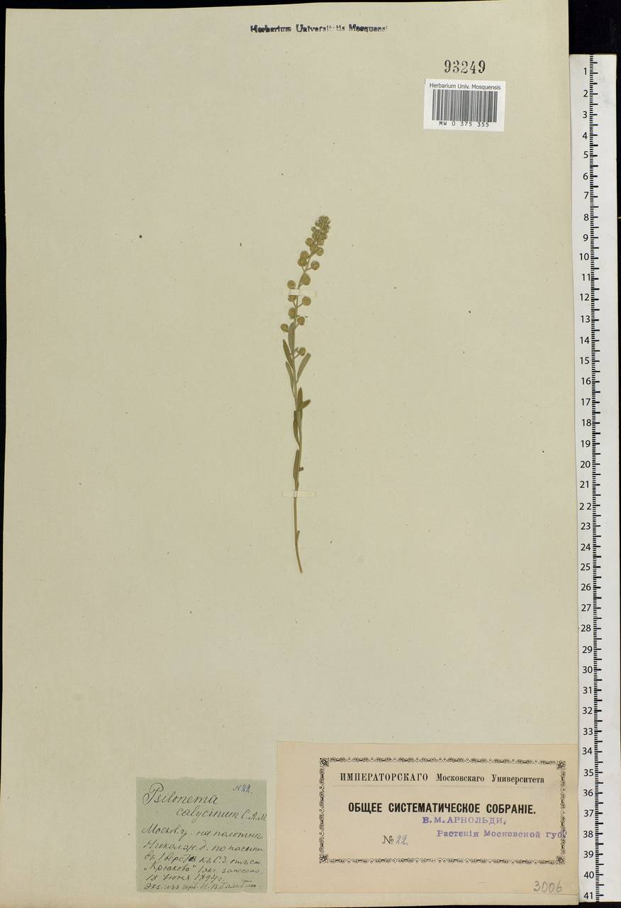 Alyssum alyssoides (L.) L., Eastern Europe, Moscow region (E4a) (Russia)