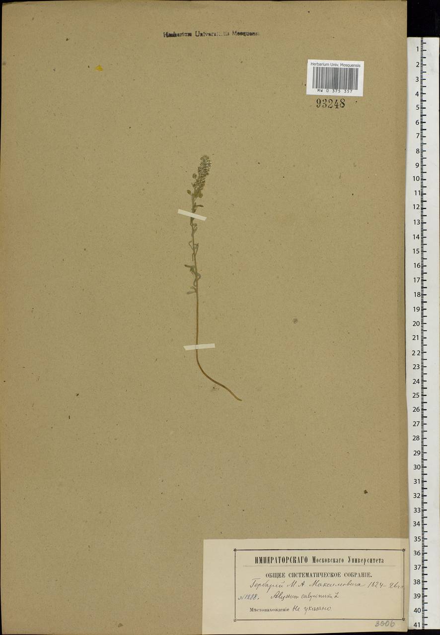 Alyssum alyssoides (L.) L., Eastern Europe, Moscow region (E4a) (Russia)