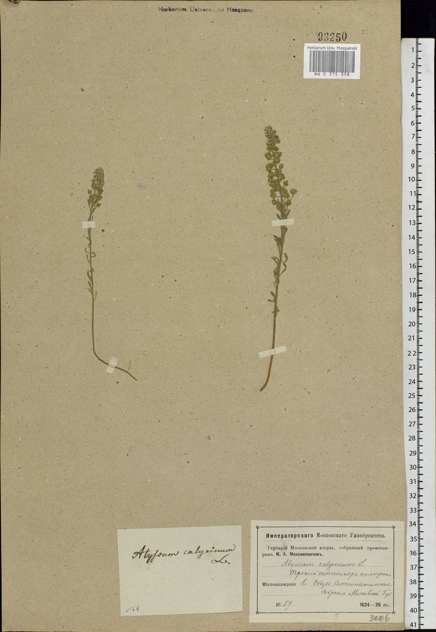 Alyssum alyssoides (L.) L., Eastern Europe, Moscow region (E4a) (Russia)