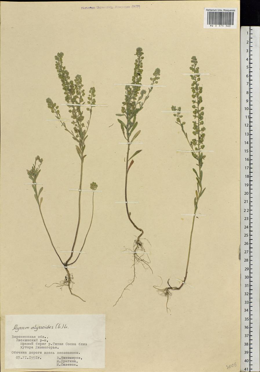 Alyssum alyssoides (L.) L., Eastern Europe, Central forest-and-steppe region (E6) (Russia)