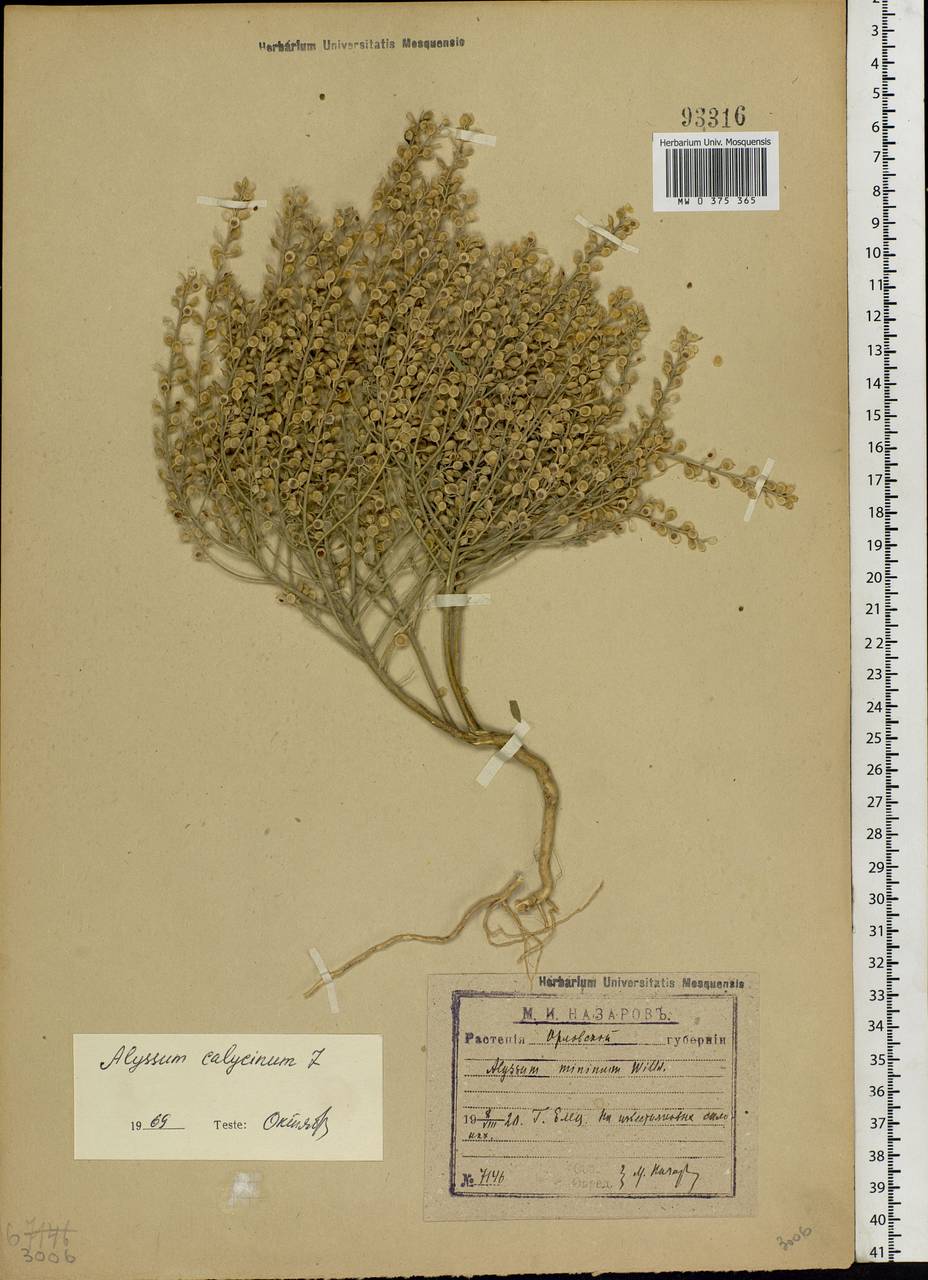 Alyssum alyssoides (L.) L., Eastern Europe, Central forest-and-steppe region (E6) (Russia)