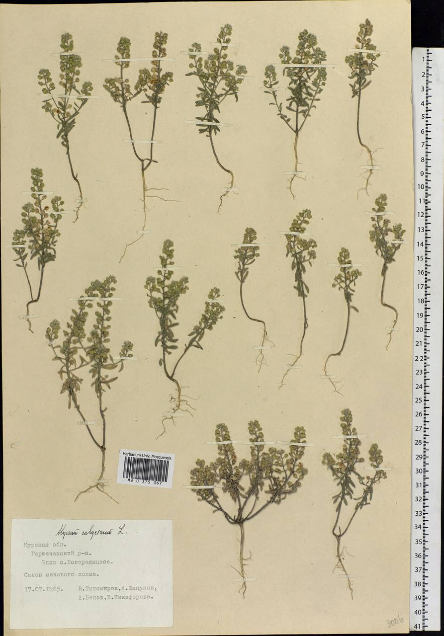 Alyssum alyssoides (L.) L., Eastern Europe, Central forest-and-steppe region (E6) (Russia)