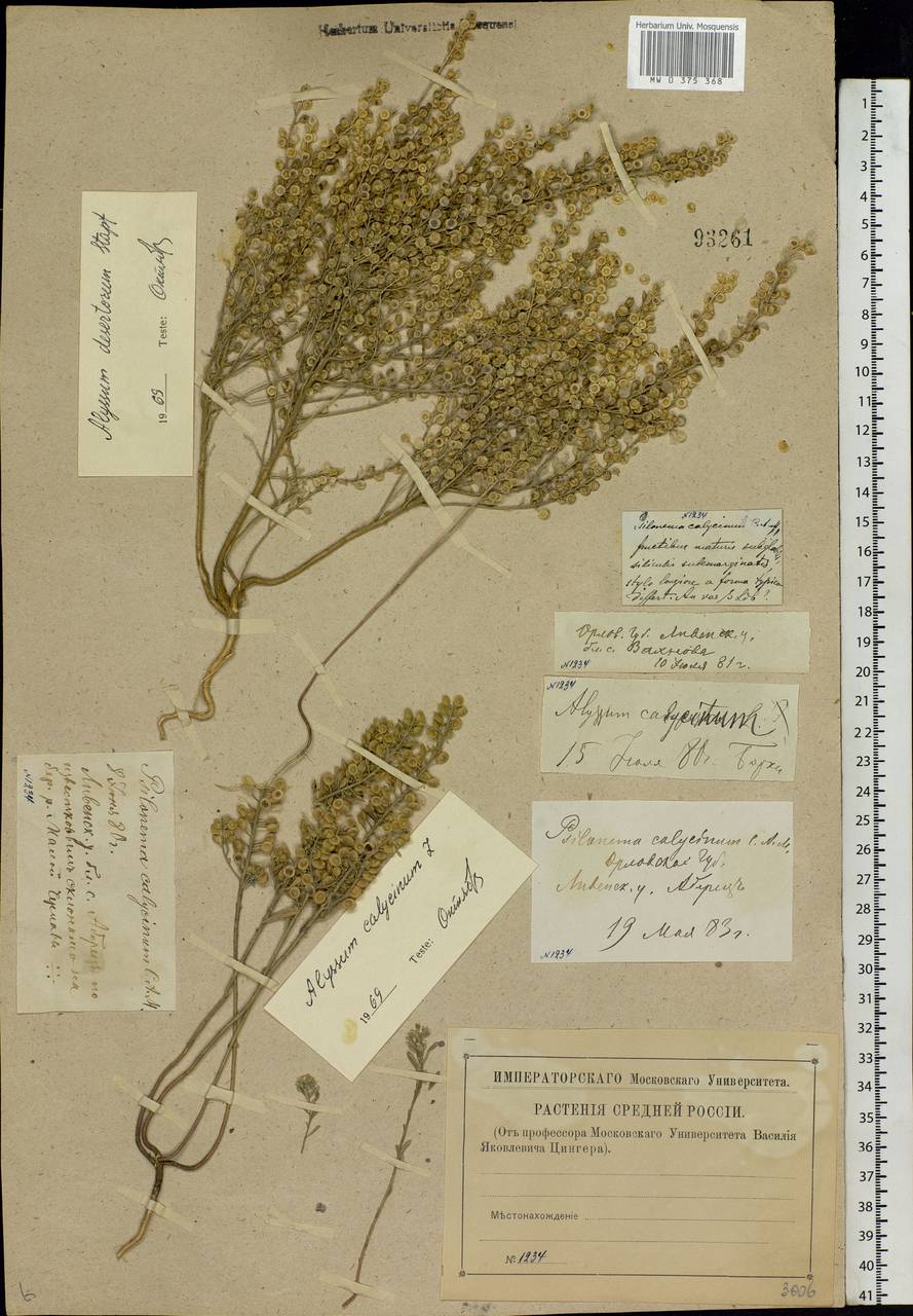 Alyssum alyssoides (L.) L., Eastern Europe, Central forest-and-steppe region (E6) (Russia)