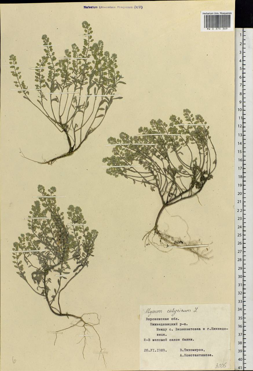 Alyssum alyssoides (L.) L., Eastern Europe, Central forest-and-steppe region (E6) (Russia)