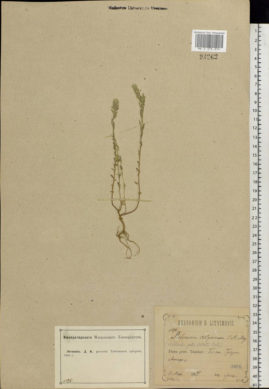 Alyssum alyssoides (L.) L., Eastern Europe, Central forest-and-steppe region (E6) (Russia)