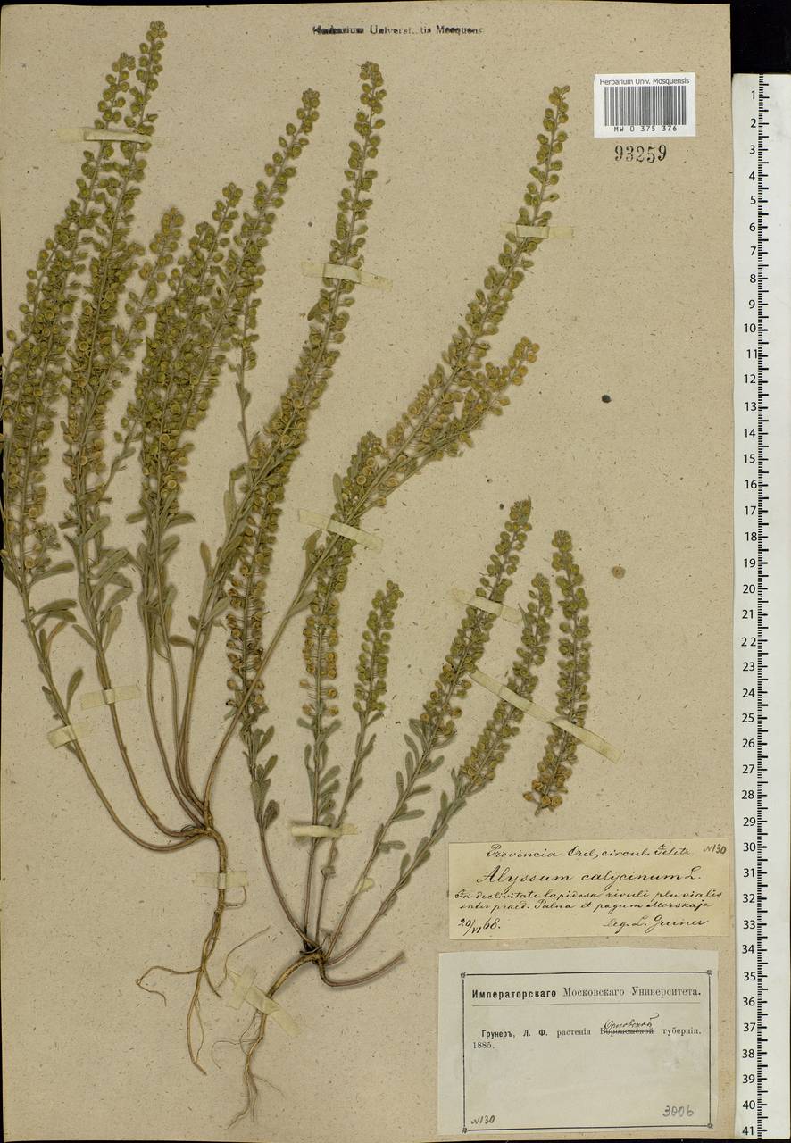 Alyssum alyssoides (L.) L., Eastern Europe, Central forest-and-steppe region (E6) (Russia)