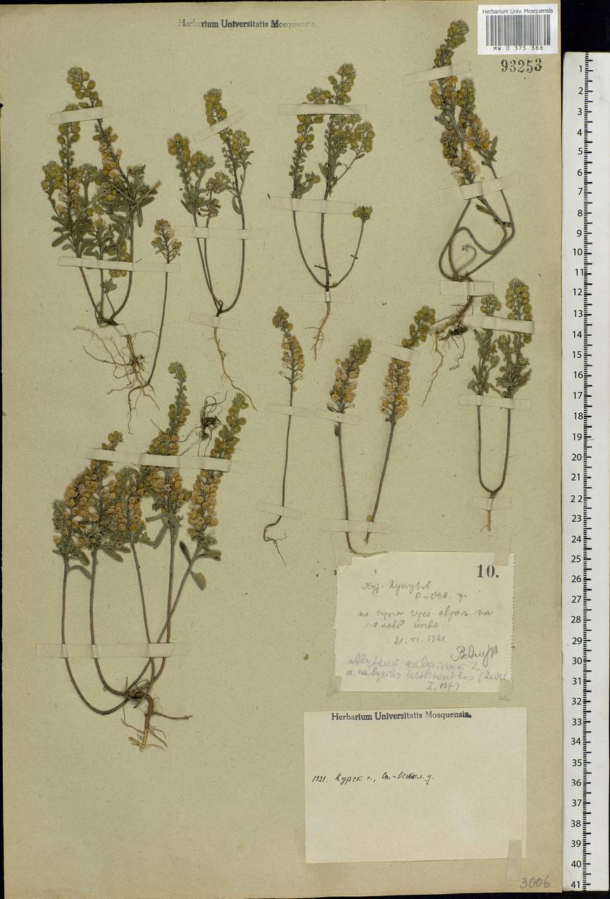 Alyssum alyssoides (L.) L., Eastern Europe, Central forest-and-steppe region (E6) (Russia)