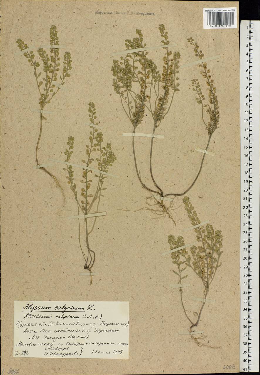 Alyssum alyssoides (L.) L., Eastern Europe, Central forest-and-steppe region (E6) (Russia)