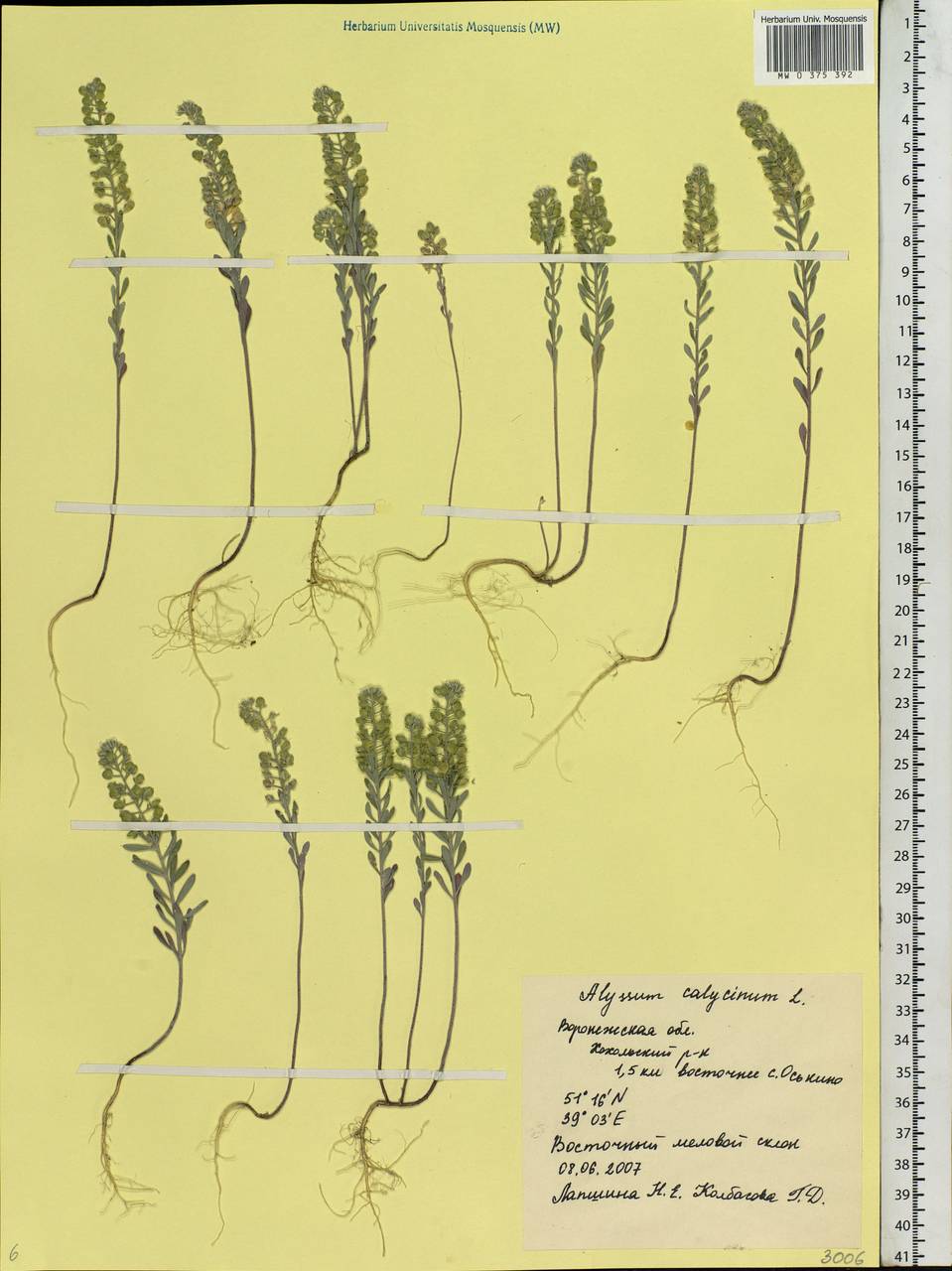 Alyssum alyssoides (L.) L., Eastern Europe, Central forest-and-steppe region (E6) (Russia)