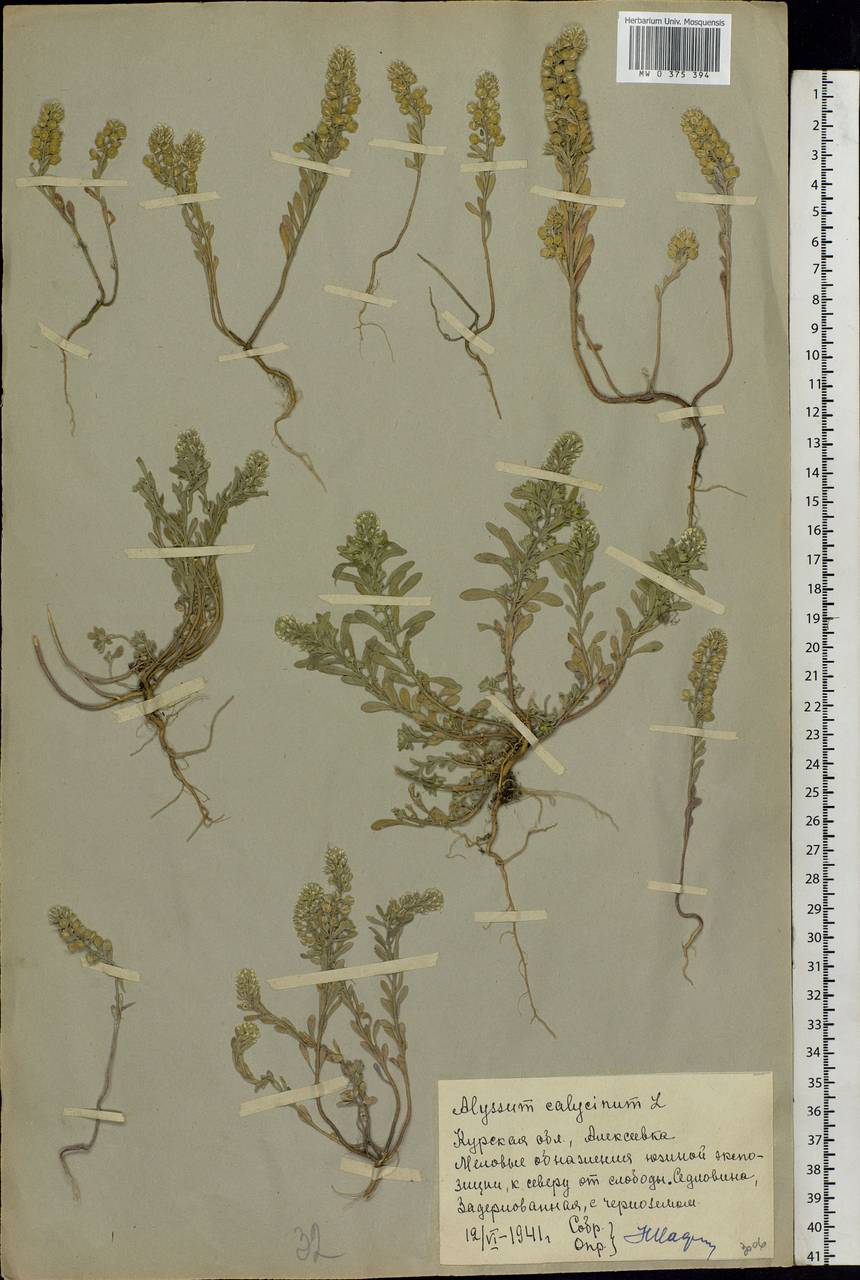 Alyssum alyssoides (L.) L., Eastern Europe, Central forest-and-steppe region (E6) (Russia)