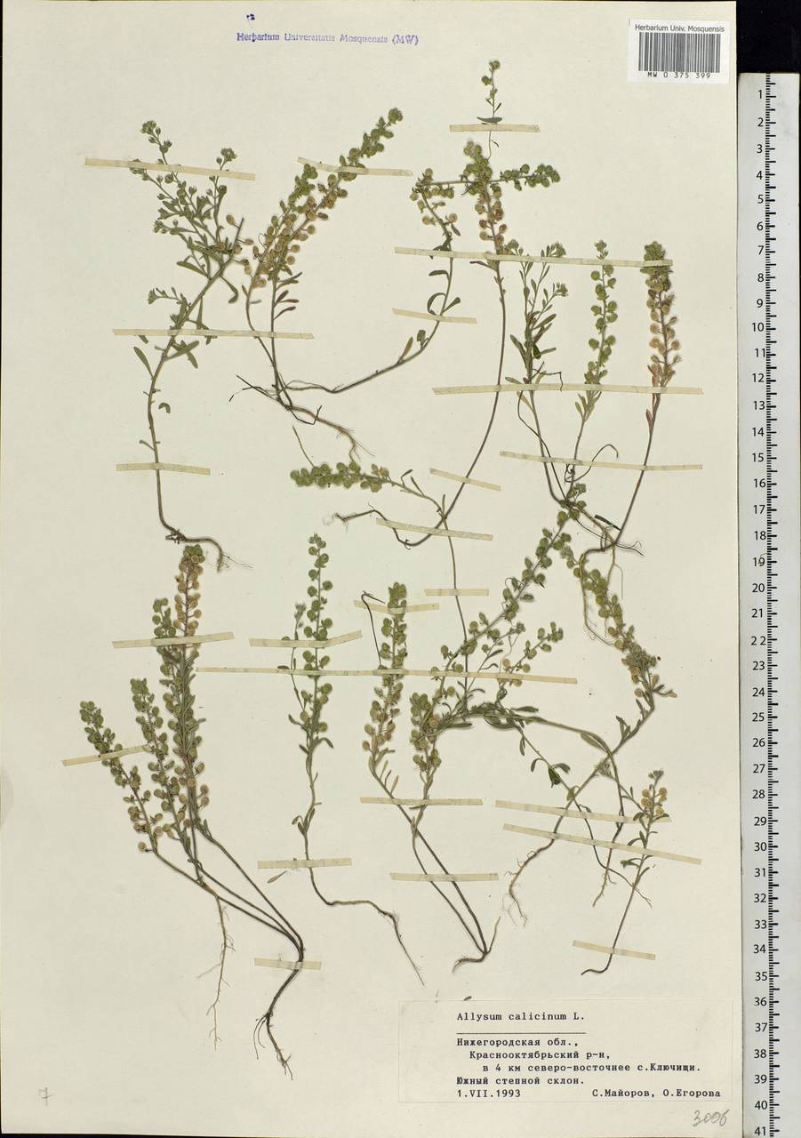 Alyssum alyssoides (L.) L., Eastern Europe, Volga-Kama region (E7) (Russia)