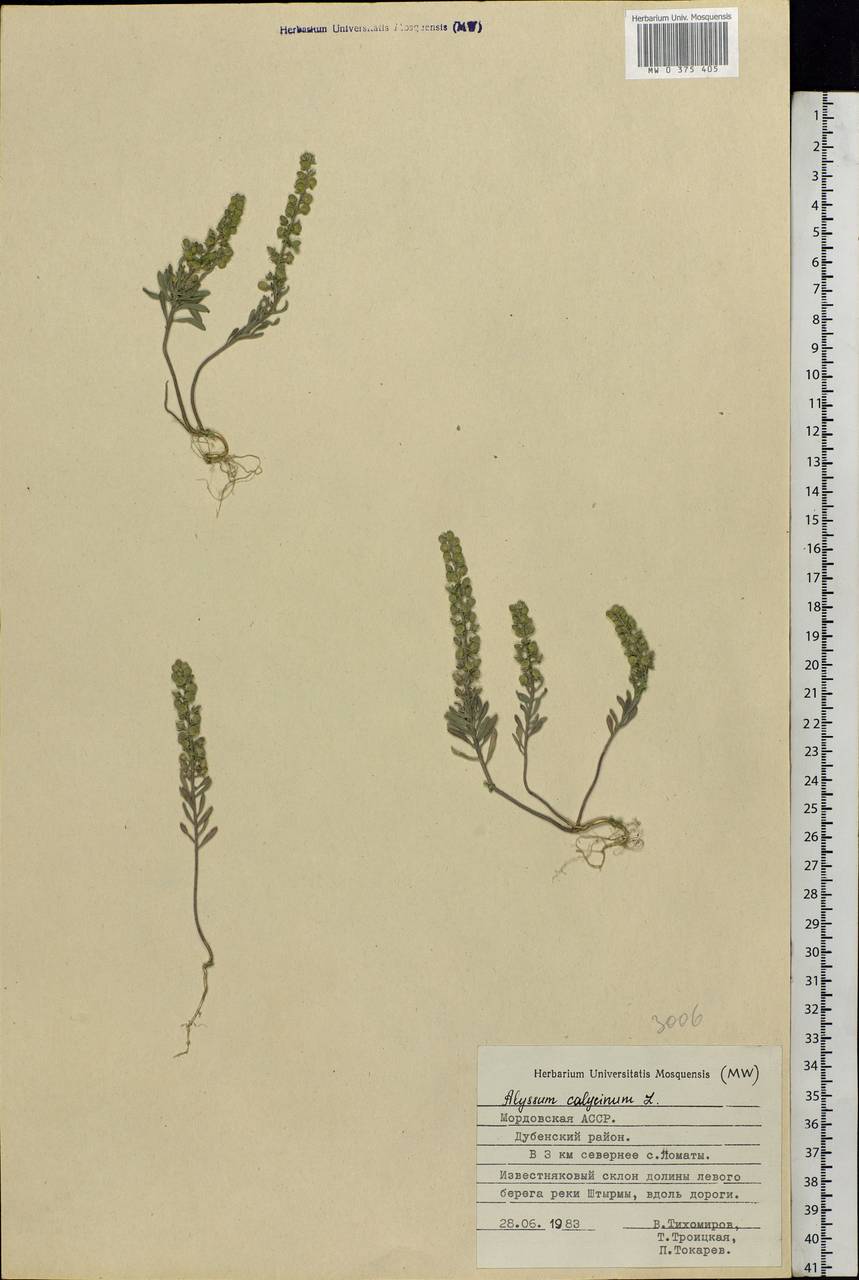 Alyssum alyssoides (L.) L., Eastern Europe, Middle Volga region (E8) (Russia)