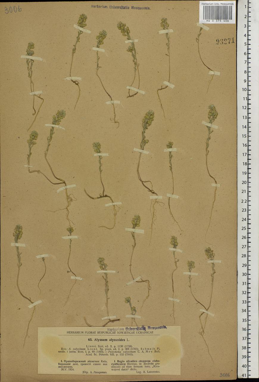 Alyssum alyssoides (L.) L., Eastern Europe, North Ukrainian region (E11) (Ukraine)