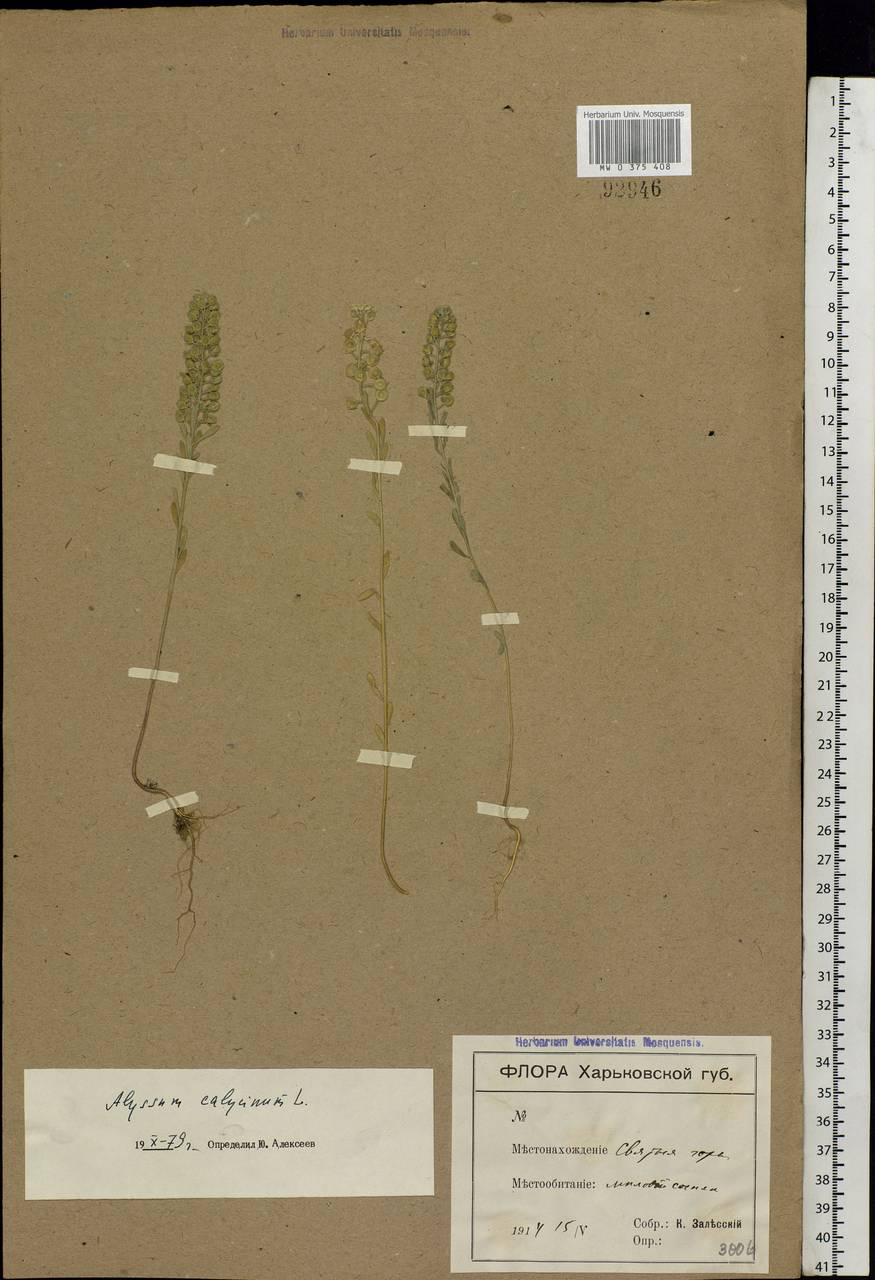 Alyssum alyssoides (L.) L., Eastern Europe, North Ukrainian region (E11) (Ukraine)