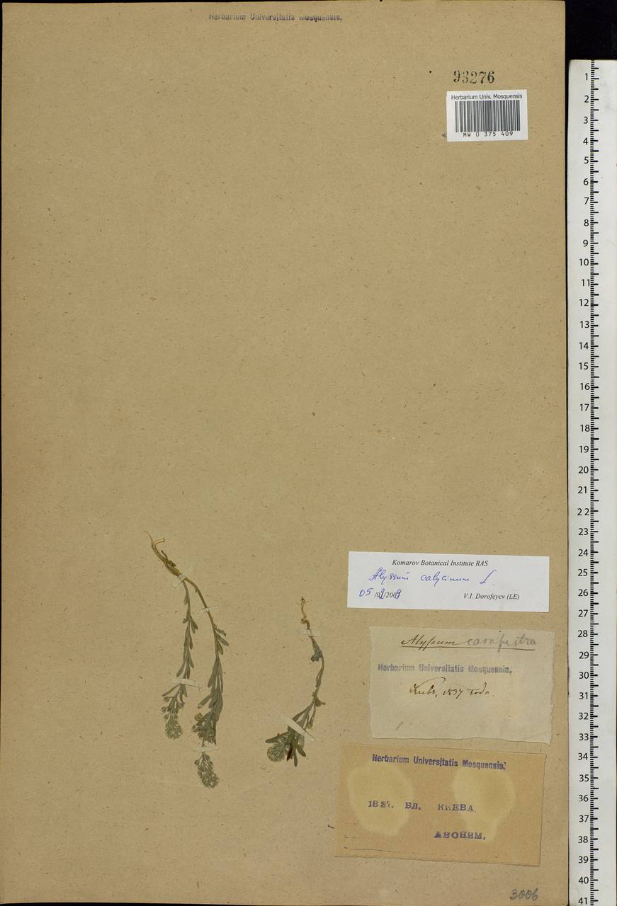 Alyssum alyssoides (L.) L., Eastern Europe, North Ukrainian region (E11) (Ukraine)
