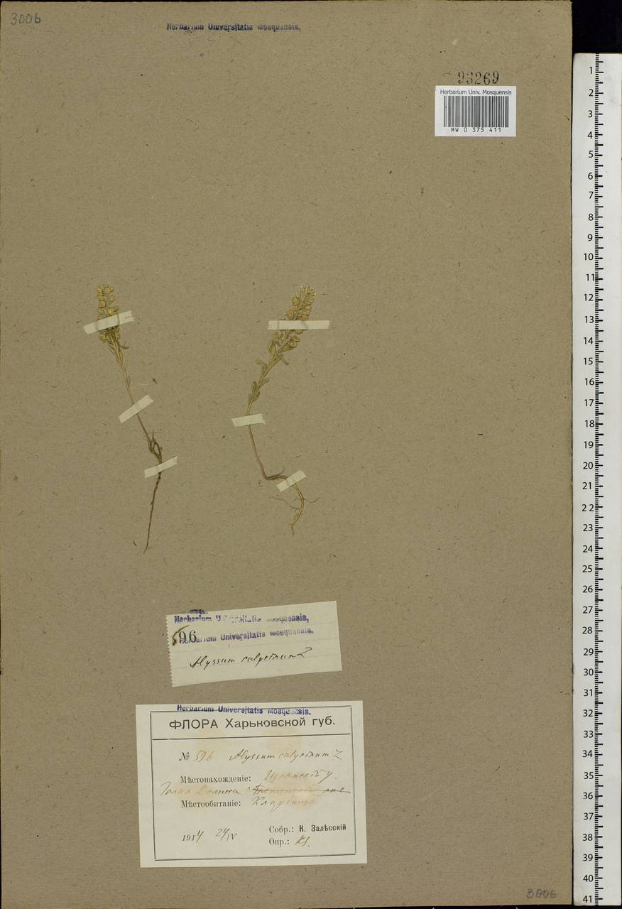 Alyssum alyssoides (L.) L., Eastern Europe, North Ukrainian region (E11) (Ukraine)